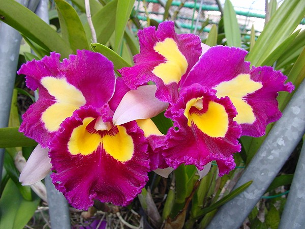 按此在新視窗瀏覽圖片