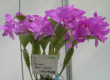 按此在新視窗瀏覽圖片