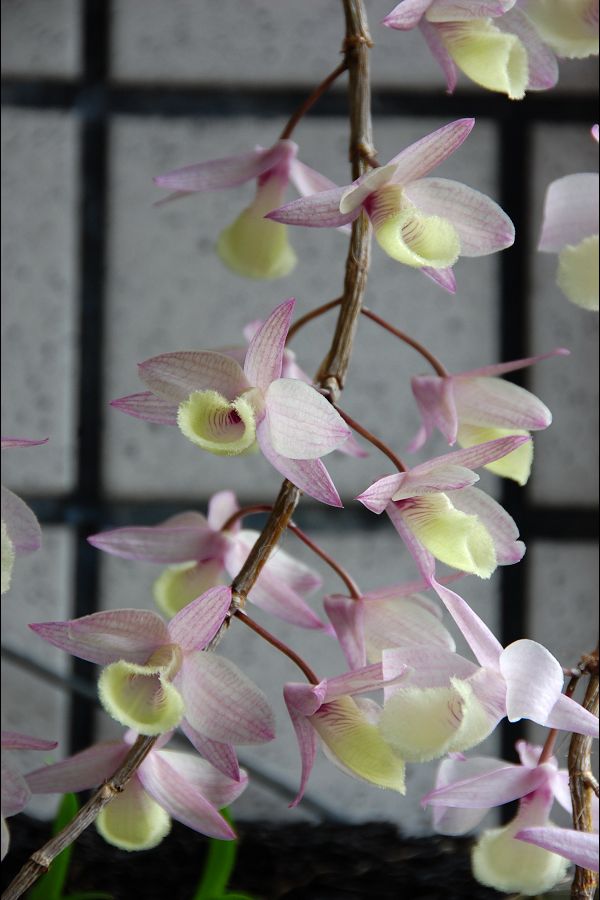 «ö¦¹¦b·sµøµ¡ÂsÄý¹Ï¤ù