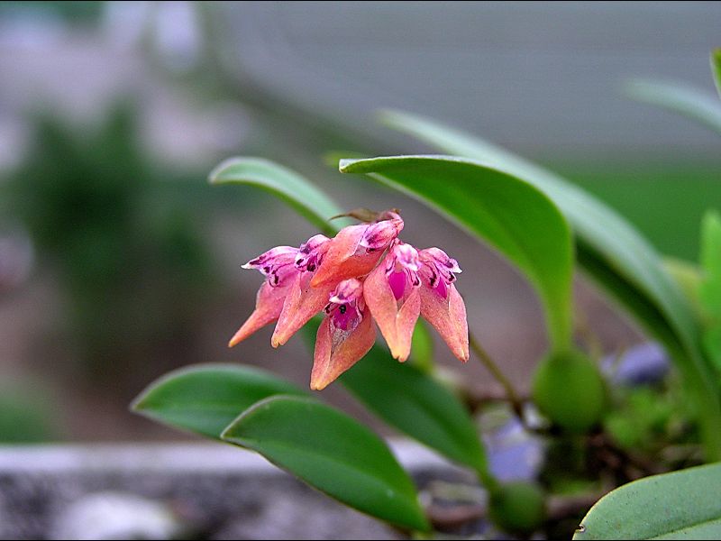 «ö¦¹¦b·sµøµ¡ÂsÄý¹Ï¤ù