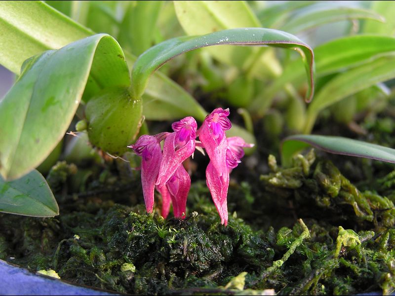 «ö¦¹¦b·sµøµ¡ÂsÄý¹Ï¤ù