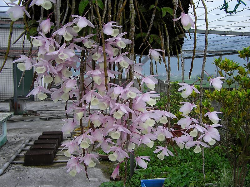 «ö¦¹¦b·sµøµ¡ÂsÄý¹Ï¤ù