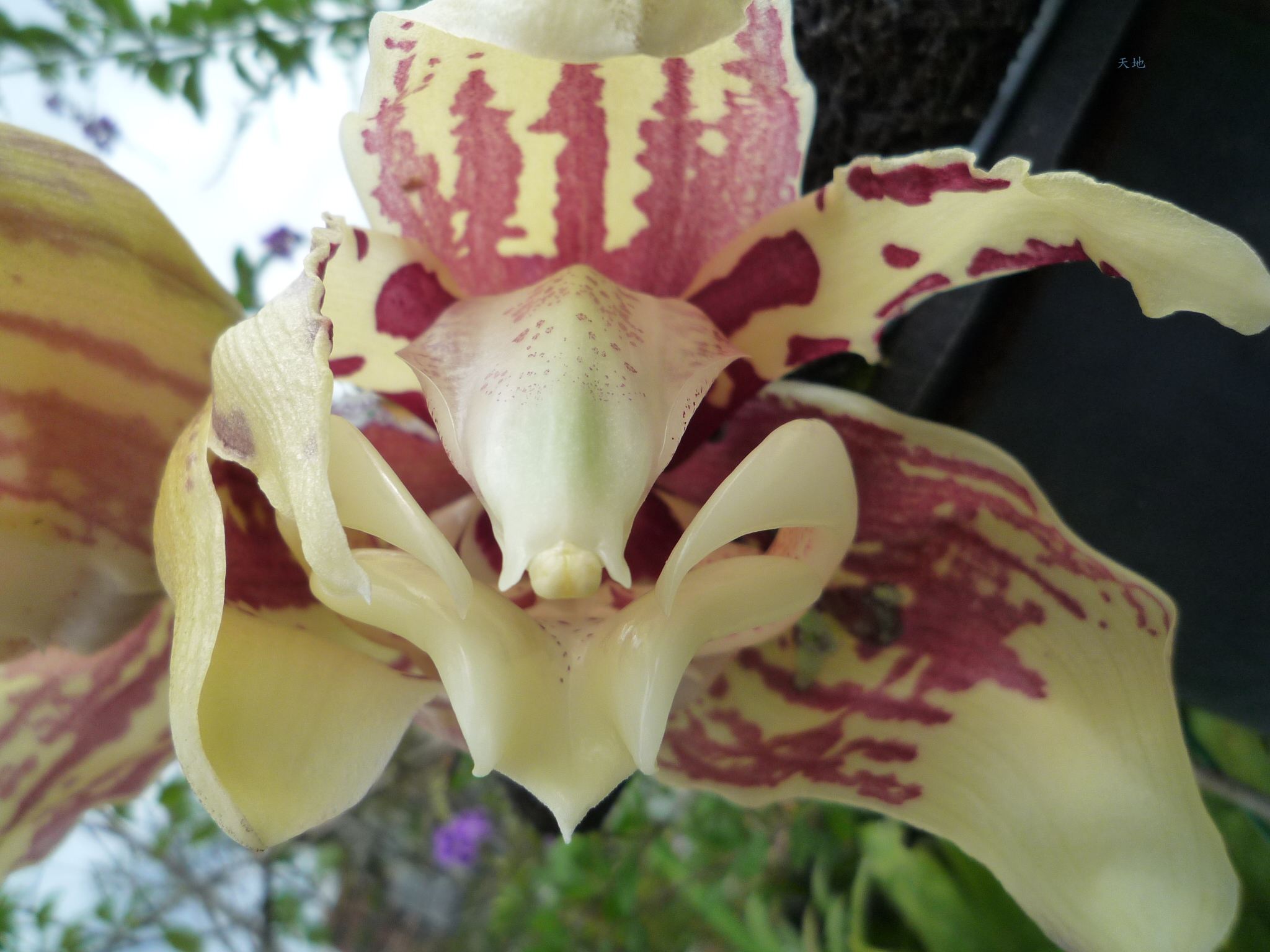 按此在新視窗瀏覽圖片