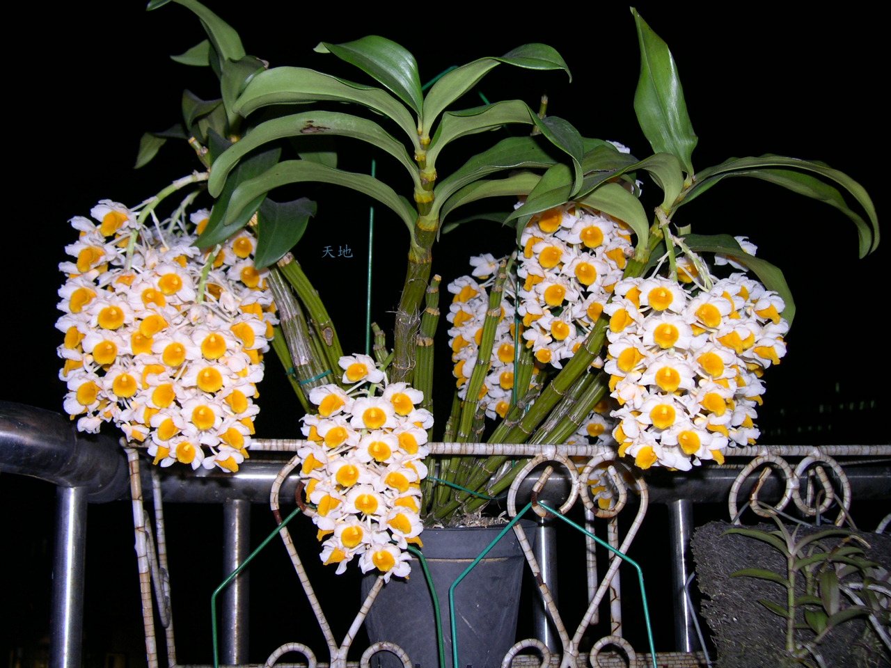 «ö¦¹¦b·sµøµ¡ÂsÄý¹Ï¤ù