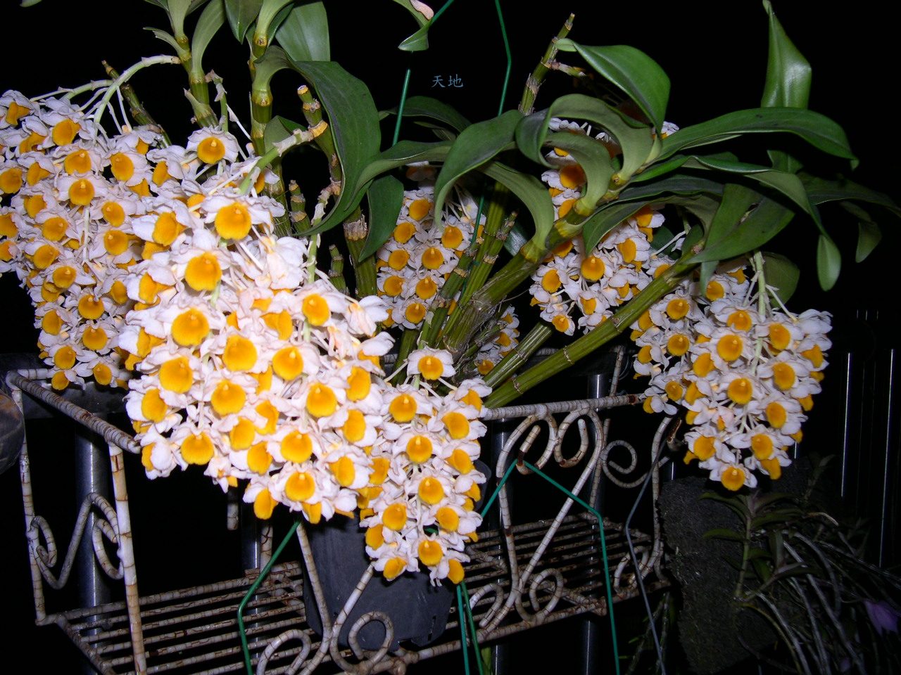 «ö¦¹¦b·sµøµ¡ÂsÄý¹Ï¤ù