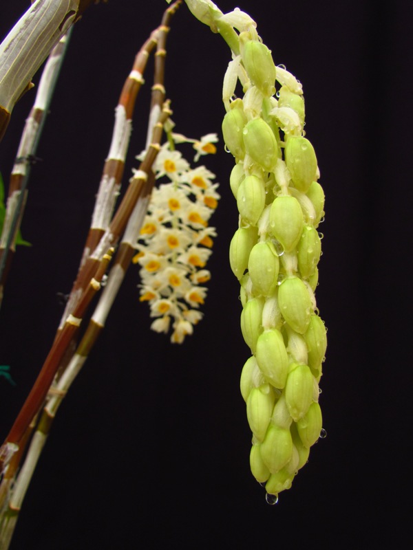 «ö¦¹¦b·sµøµ¡ÂsÄý¹Ï¤ù