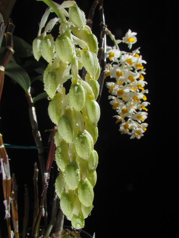 «ö¦¹¦b·sµøµ¡ÂsÄý¹Ï¤ù