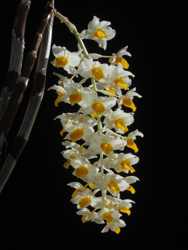 «ö¦¹¦b·sµøµ¡ÂsÄý¹Ï¤ù