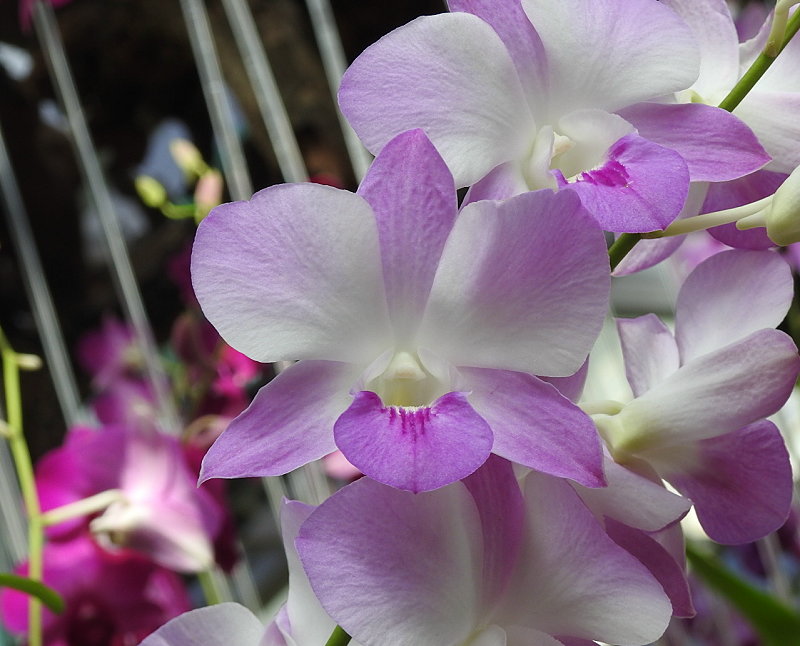 «ö¦¹¦b·sµøµ¡ÂsÄý¹Ï¤ù