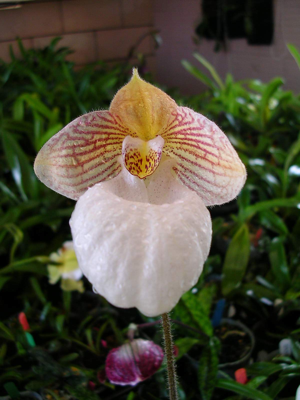 按此在新視窗瀏覽圖片