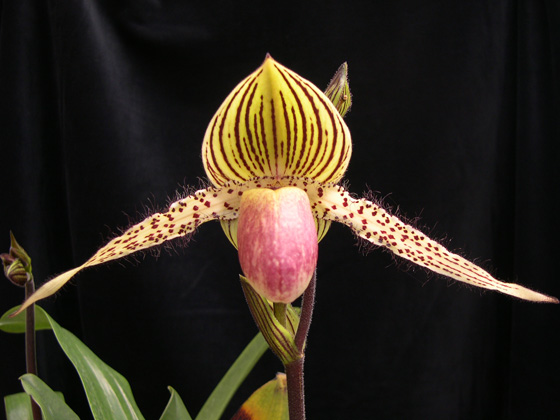 «ö¦¹¦b·sµøµ¡ÂsÄý¹Ï¤ù