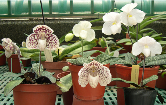 «ö¦¹¦b·sµøµ¡ÂsÄý¹Ï¤ù