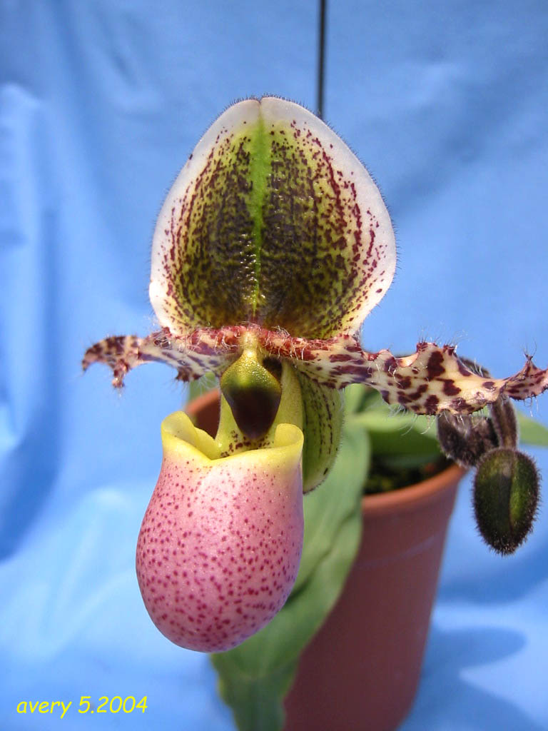 按此在新視窗瀏覽圖片