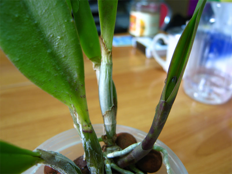 «ö¦¹¦b·sµøµ¡ÂsÄý¹Ï¤ù