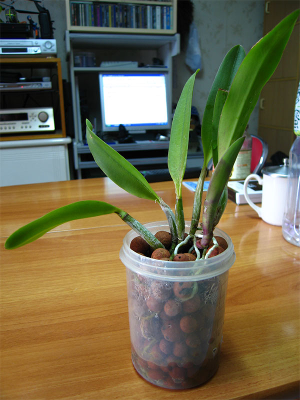 «ö¦¹¦b·sµøµ¡ÂsÄý¹Ï¤ù