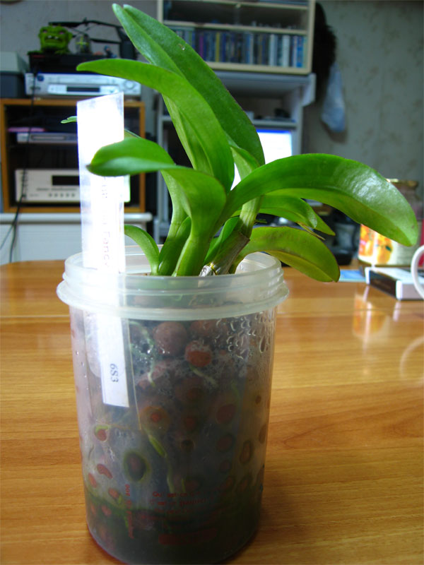 «ö¦¹¦b·sµøµ¡ÂsÄý¹Ï¤ù