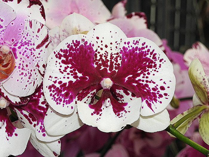 «ö¦¹¦b·sµøµ¡ÂsÄý¹Ï¤ù