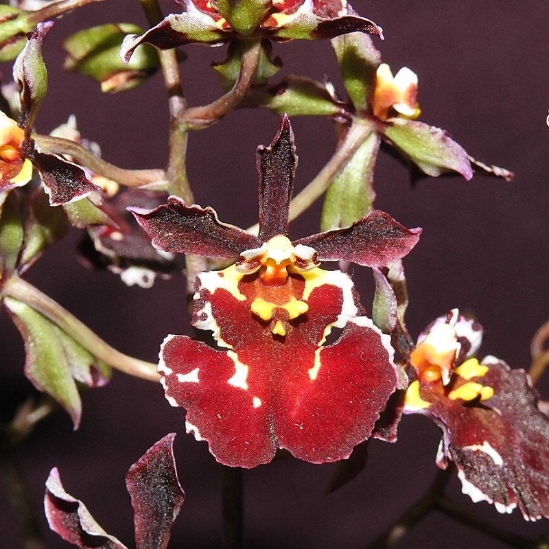 «ö¦¹¦b·sµøµ¡ÂsÄý¹Ï¤ù