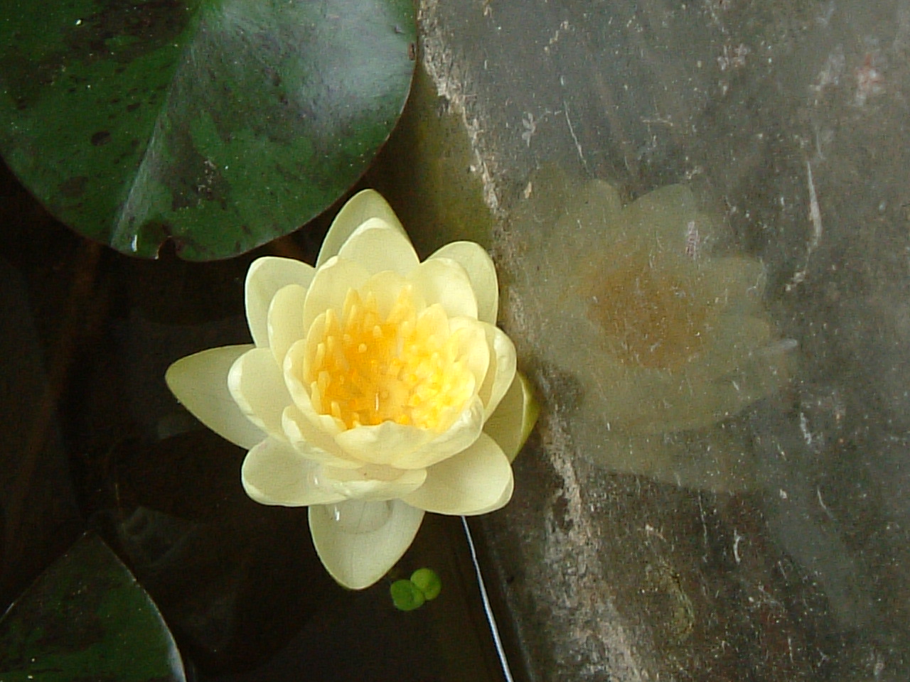 «ö¦¹¦b·sµøµ¡ÂsÄý¹Ï¤ù