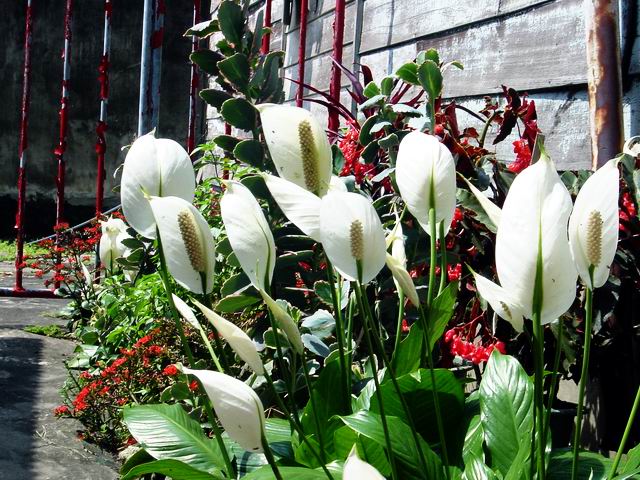 «ö¦¹¦b·sµøµ¡ÂsÄý¹Ï¤ù