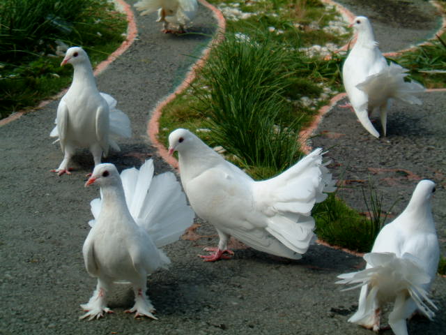 «ö¦¹¦b·sµøµ¡ÂsÄý¹Ï¤ù