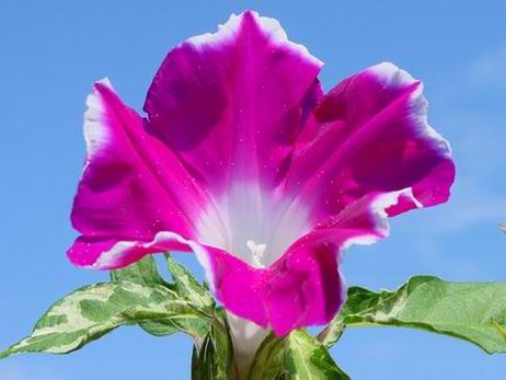 «ö¦¹¦b·sµøµ¡ÂsÄý¹Ï¤ù