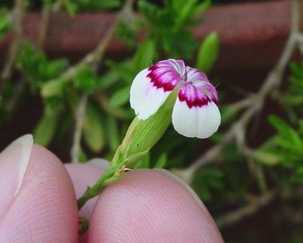 «ö¦¹¦b·sµøµ¡ÂsÄý¹Ï¤ù