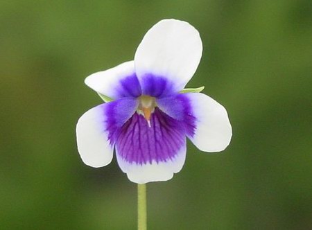 «ö¦¹¦b·sµøµ¡ÂsÄý¹Ï¤ù