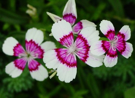 «ö¦¹¦b·sµøµ¡ÂsÄý¹Ï¤ù