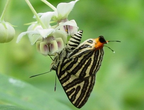 «ö¦¹¦b·sµøµ¡ÂsÄý¹Ï¤ù