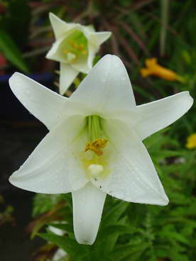 «ö¦¹¦b·sµøµ¡ÂsÄý¹Ï¤ù