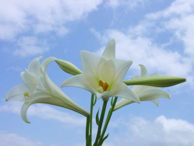 «ö¦¹¦b·sµøµ¡ÂsÄý¹Ï¤ù