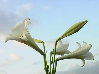 «ö¦¹¦b·sµøµ¡ÂsÄý¹Ï¤ù