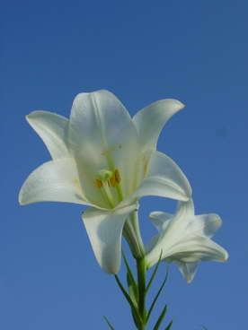 «ö¦¹¦b·sµøµ¡ÂsÄý¹Ï¤ù