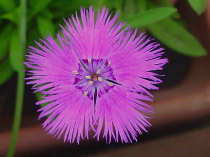 «ö¦¹¦b·sµøµ¡ÂsÄý¹Ï¤ù