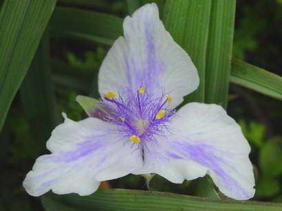 «ö¦¹¦b·sµøµ¡ÂsÄý¹Ï¤ù