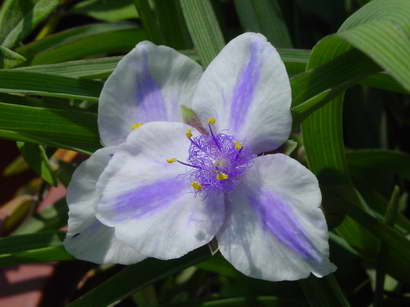 «ö¦¹¦b·sµøµ¡ÂsÄý¹Ï¤ù