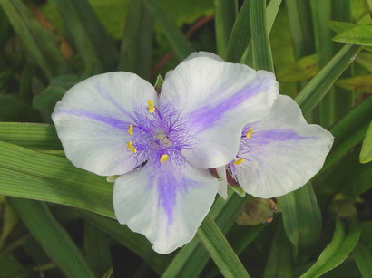 «ö¦¹¦b·sµøµ¡ÂsÄý¹Ï¤ù