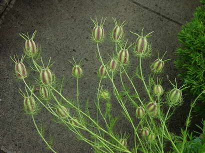 «ö¦¹¦b·sµøµ¡ÂsÄý¹Ï¤ù