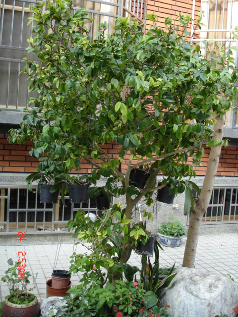 按此在新視窗瀏覽圖片