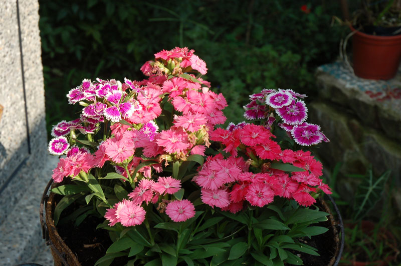 按此在新視窗瀏覽圖片