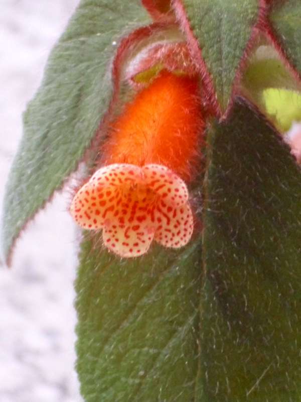 «ö¦¹¦b·sµøµ¡ÂsÄý¹Ï¤ù