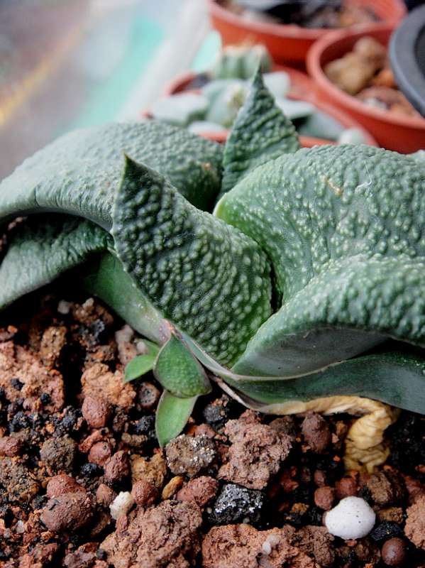 «ö¦¹¦b·sµøµ¡ÂsÄý¹Ï¤ù