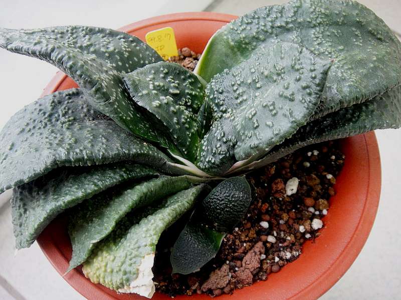 «ö¦¹¦b·sµøµ¡ÂsÄý¹Ï¤ù