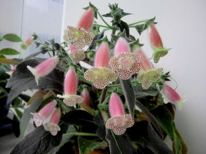 «ö¦¹¦b·sµøµ¡ÂsÄý¹Ï¤ù