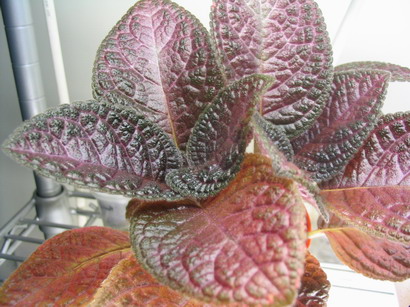 按此在新視窗瀏覽圖片