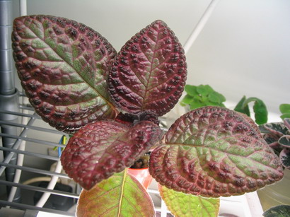 按此在新視窗瀏覽圖片