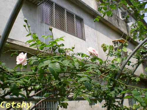 按此在新視窗瀏覽圖片