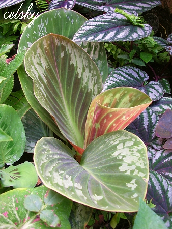 按此在新視窗瀏覽圖片