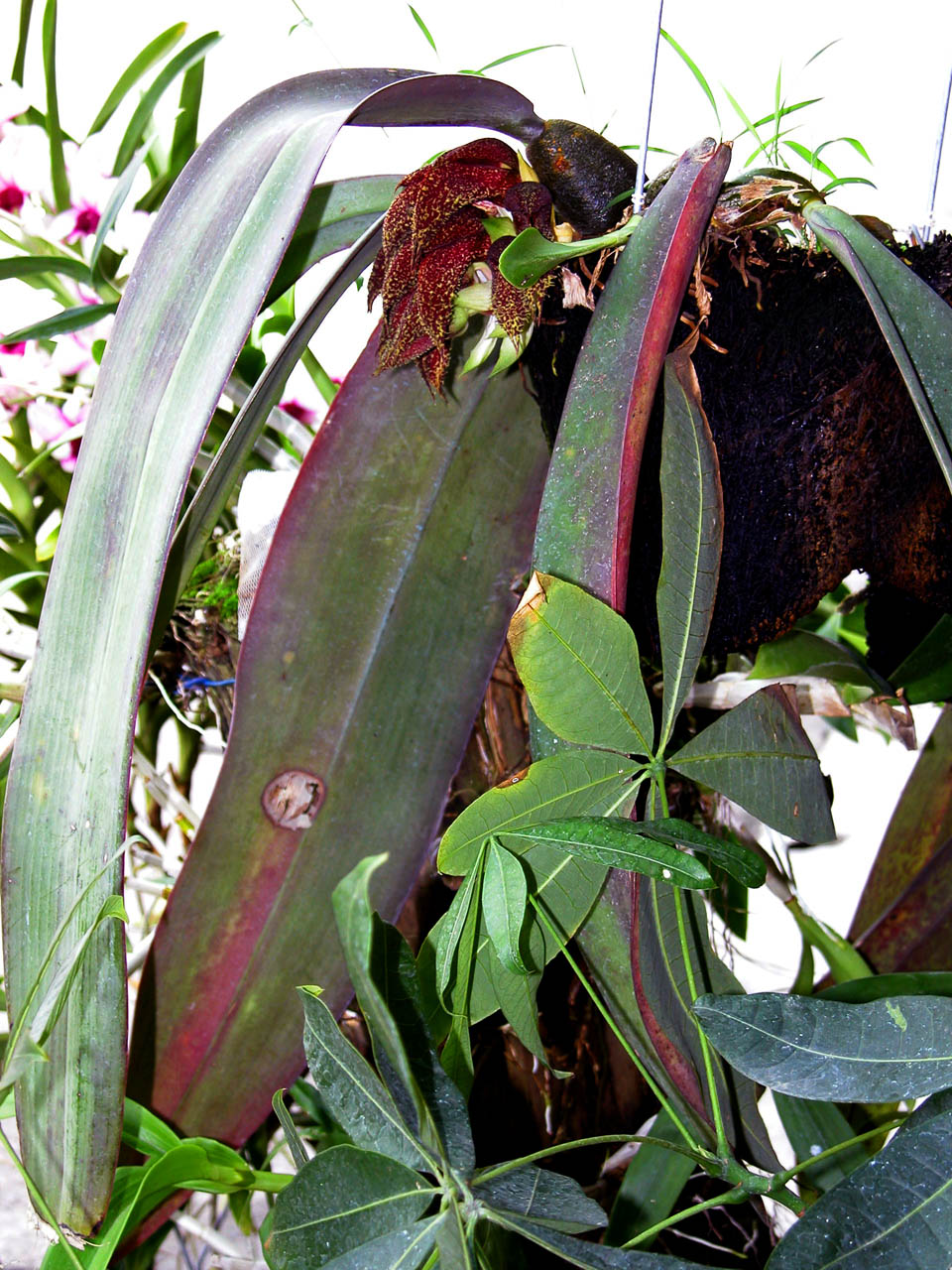 按此在新視窗瀏覽圖片